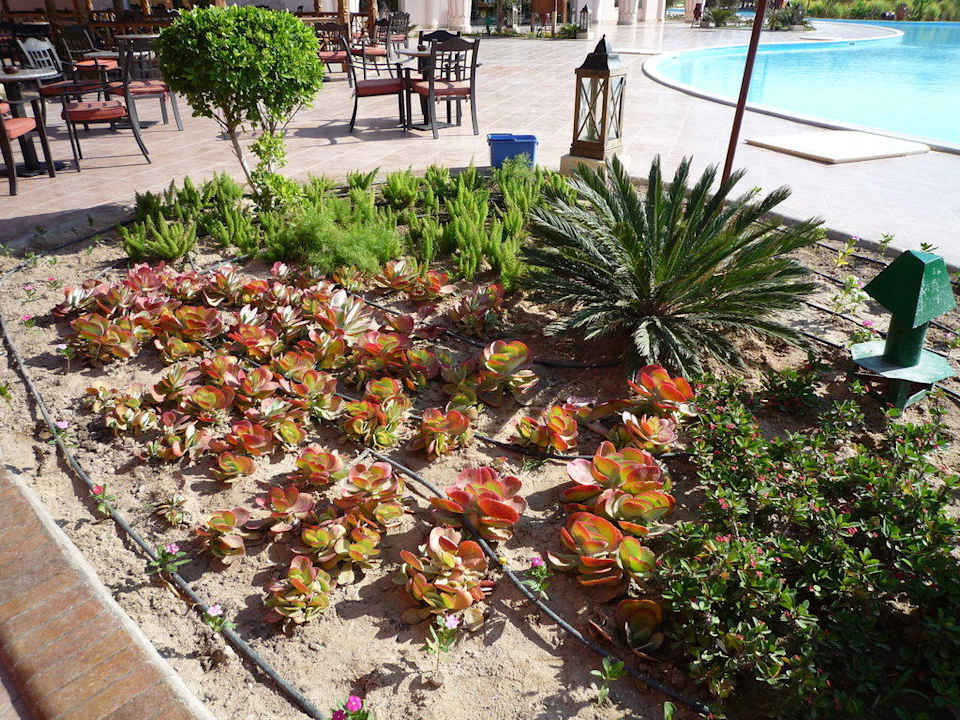 Gartenanlage Pickalbatros Jungle Aqua Park Resort - Neverland Hurghada