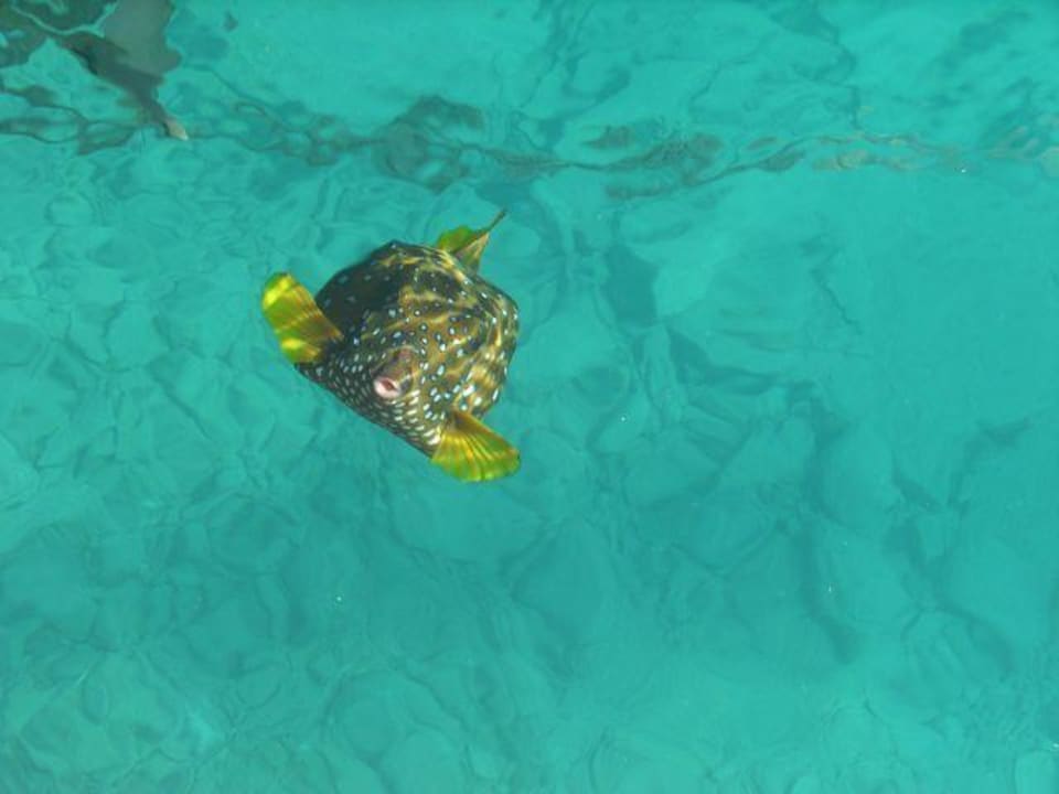 Das war unser Kollege der riesen Fisch The Grand Hotel Hurghada