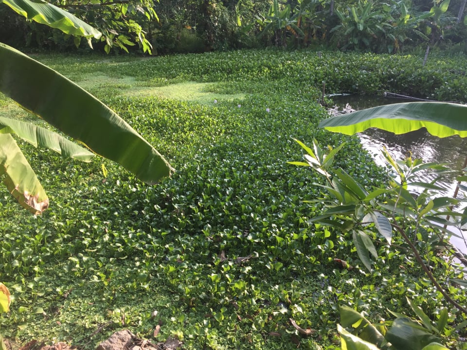 Gartenanlage An Phu Homestay