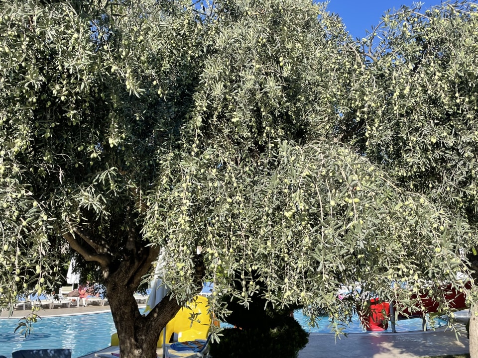 Gartenanlage Saturn Palace Resort Hotel