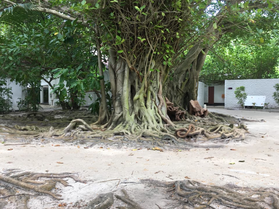 Gartenanlage Cinnamon Dhonveli Maldives
