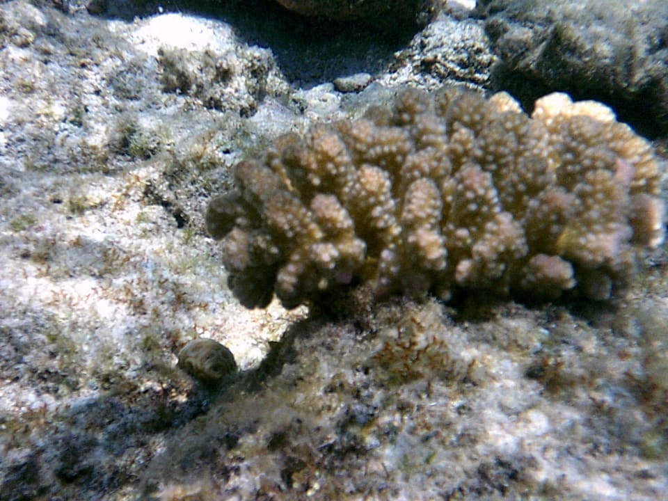 Corallenriff Hotel Titanic Palace