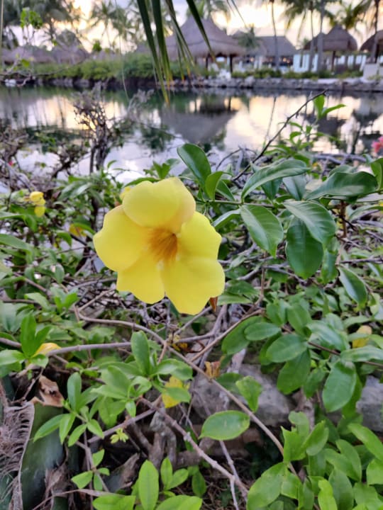 Gartenanlage TRS Yucatan Hotel - Adults only