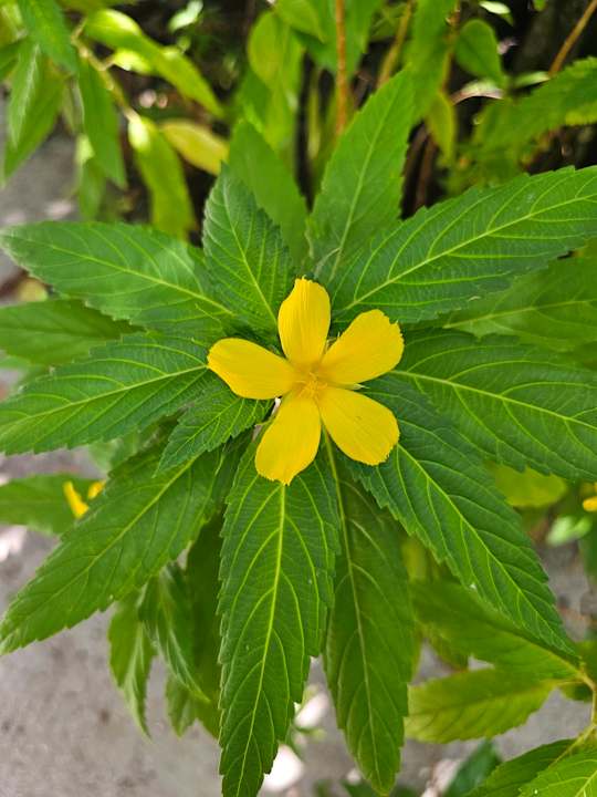 Gartenanlage Adaaran Select Meedhupparu Island Resort - Premium All Inclusive