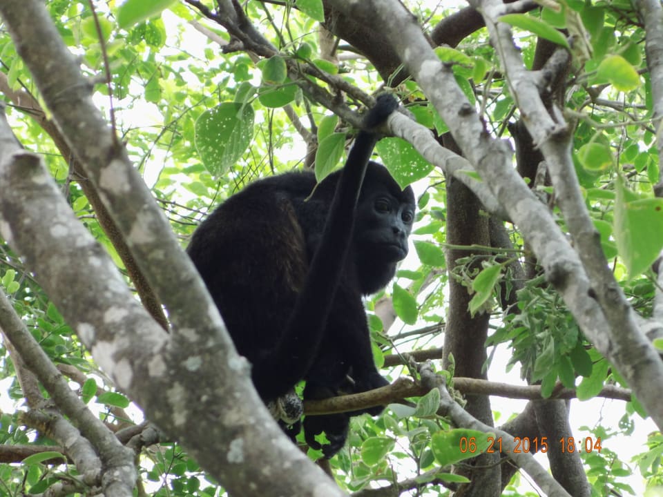 Brüllaffen in den Bäumen Hotel Selva Verde Lodge & Rainforest Reserve