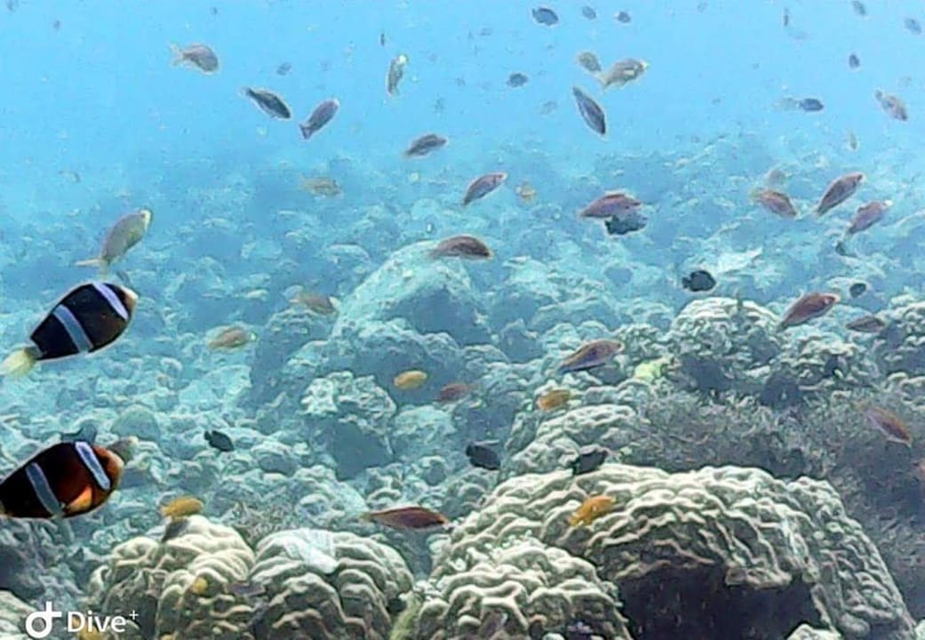 Sport & Freizeit Buceo Anilao Beach & Dive Resort