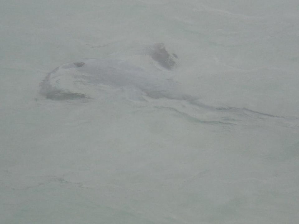 Grosser Rochen Sun Siyam Olhuveli