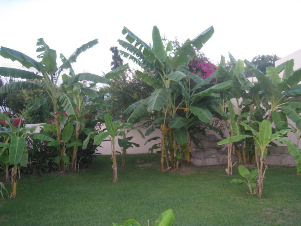 Bananen Monachus Family Resort Sorgun