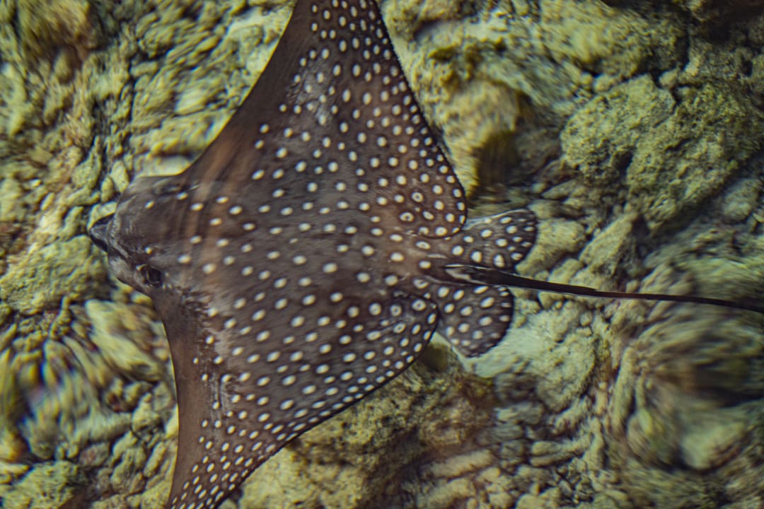 Sport & Freizeit Furaveri Maldives