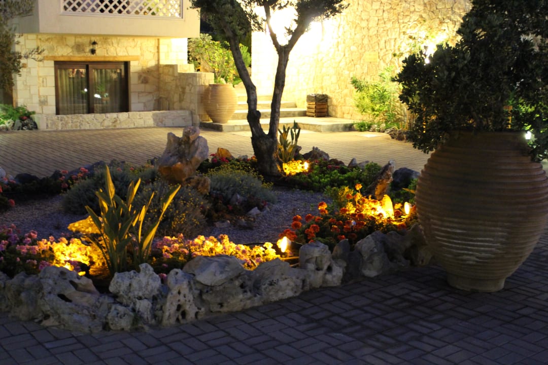 Am Abend Cactus Royal