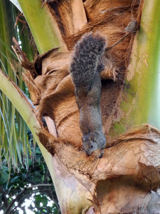 Grauhörnchen an der Palme vor unserem Zimmer Grand Palladium Select White Sand Resort & Spa