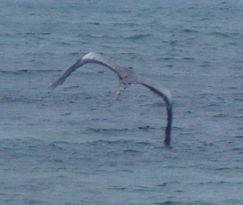 Fischreiher mit Fisch Adaaran Select Hudhuran Fushi - Premium All Inclusive