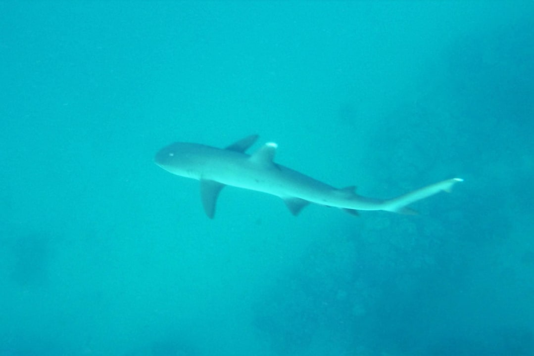 Weissspitzenriffhai Lahami Bay Beach Resort