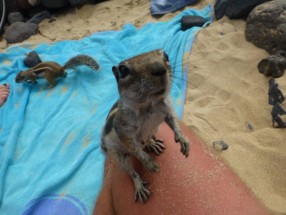 Atlashörnchen sehr zutraulich und hungrig SBH Club Paraiso Playa