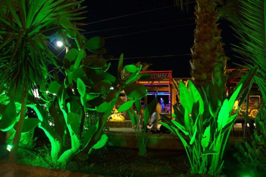 Garten in der Nacht Cactus Beach