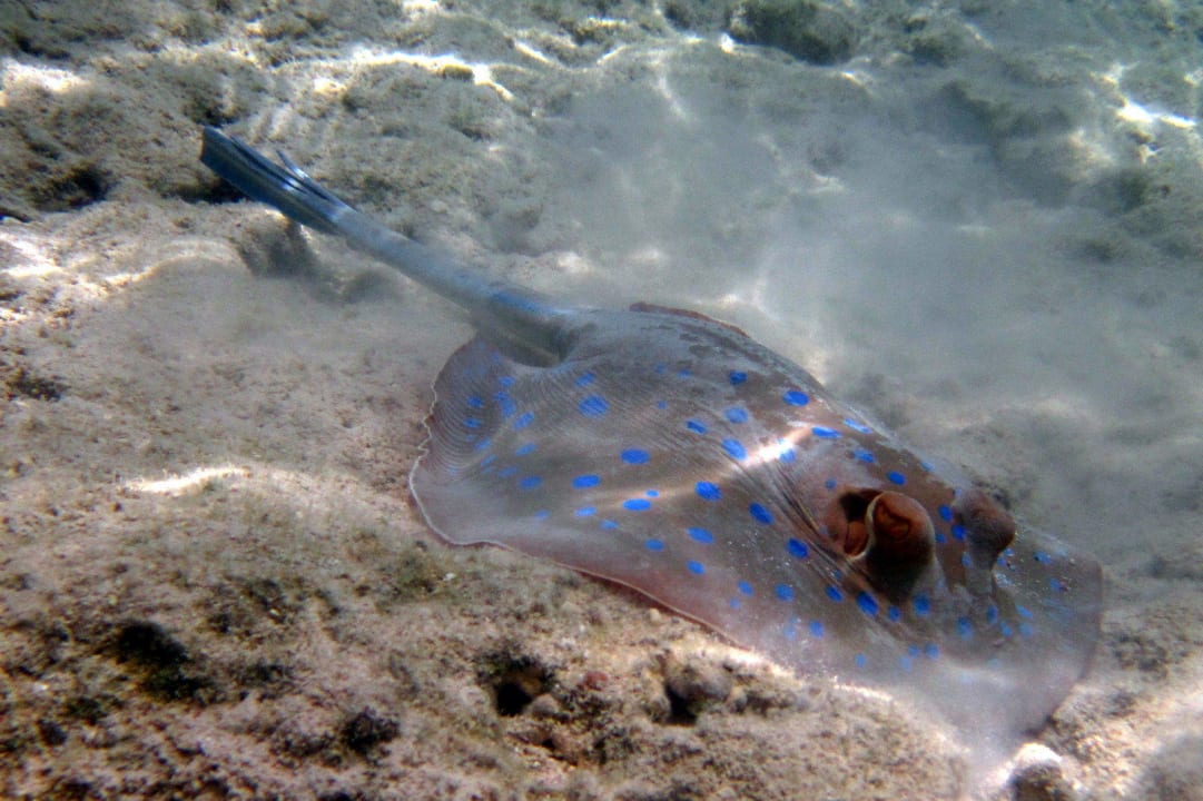 Ogńcza niebieska na plaży Reef Beach Hotel Falcon Hills