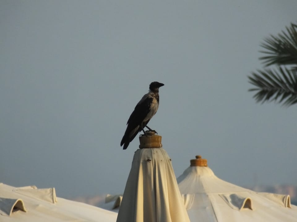 Sonstiges Mövenpick Resort & Spa El Gouna