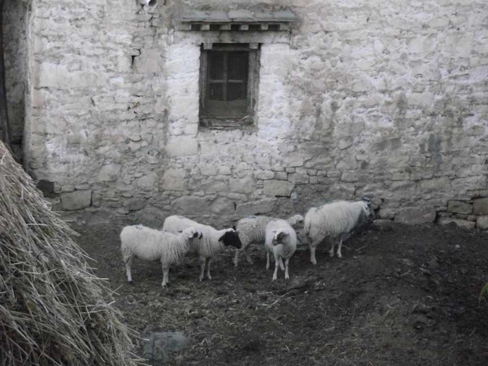 Ausblick liefert am frühen Morgen Idylle Samye Monastery Guesthouse