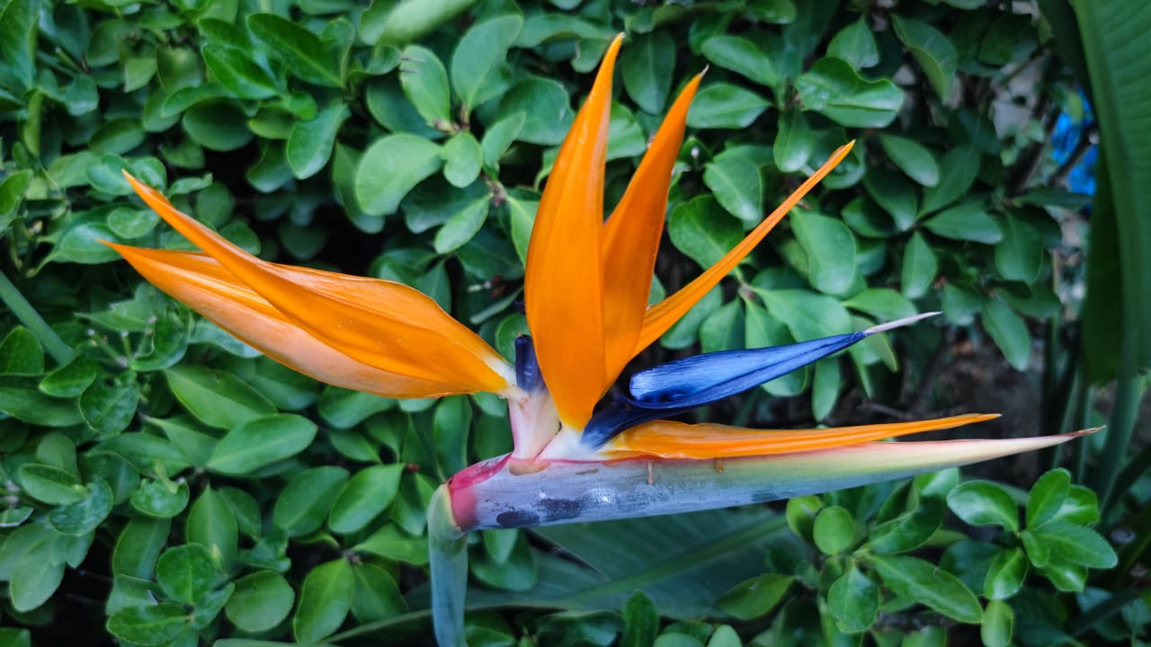 Gartenanlage Side Village Hotel