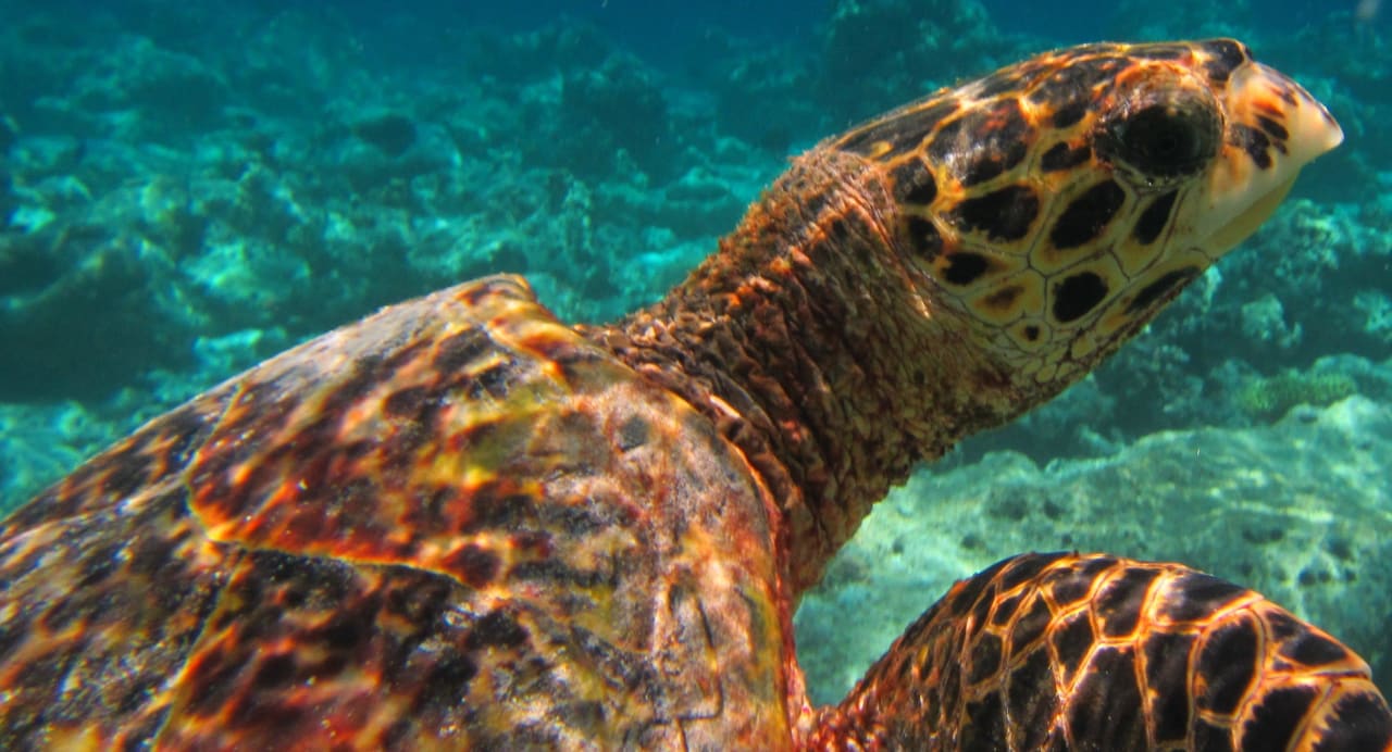 Schildkröte Filitheyo Island Resort