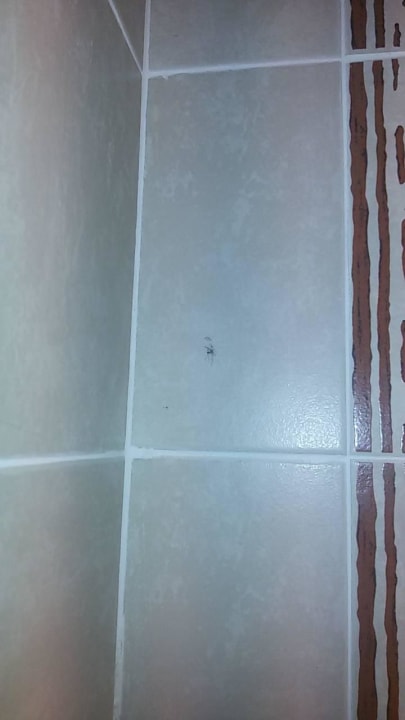 14 Tage tote Mücke an der Fliese im Bad Hotel Riu Touareg