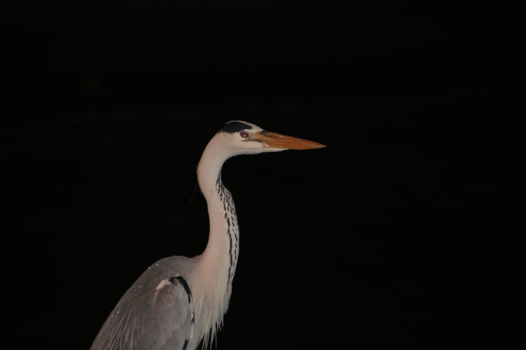 Henry Kuredu Island Resort & Spa