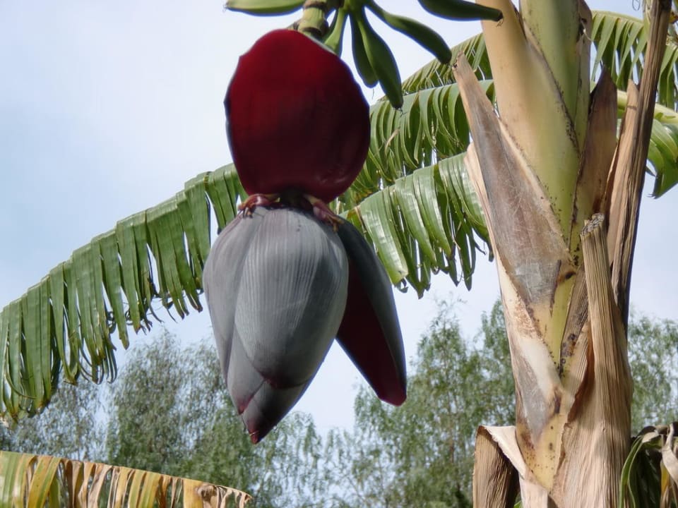 Bananenstaudenblüte Sealife Buket Resort & Beach