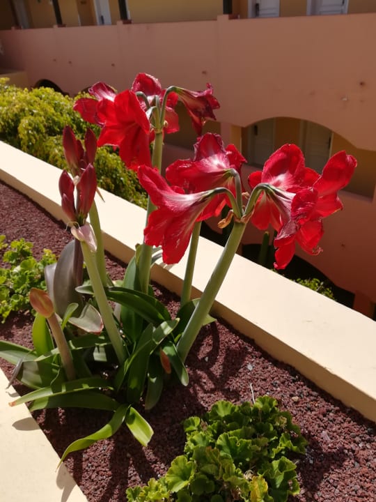 Gartenanlage H10 Playa Esmeralda - Adults only