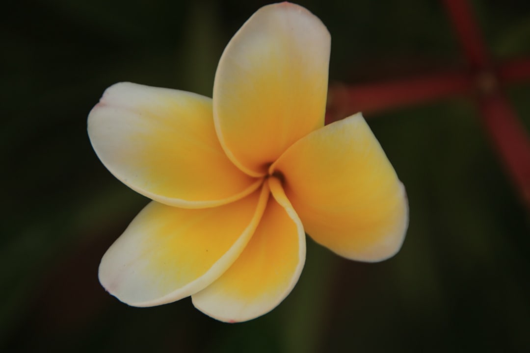 Sonstiges Steigenberger Coraya Beach - Adults only