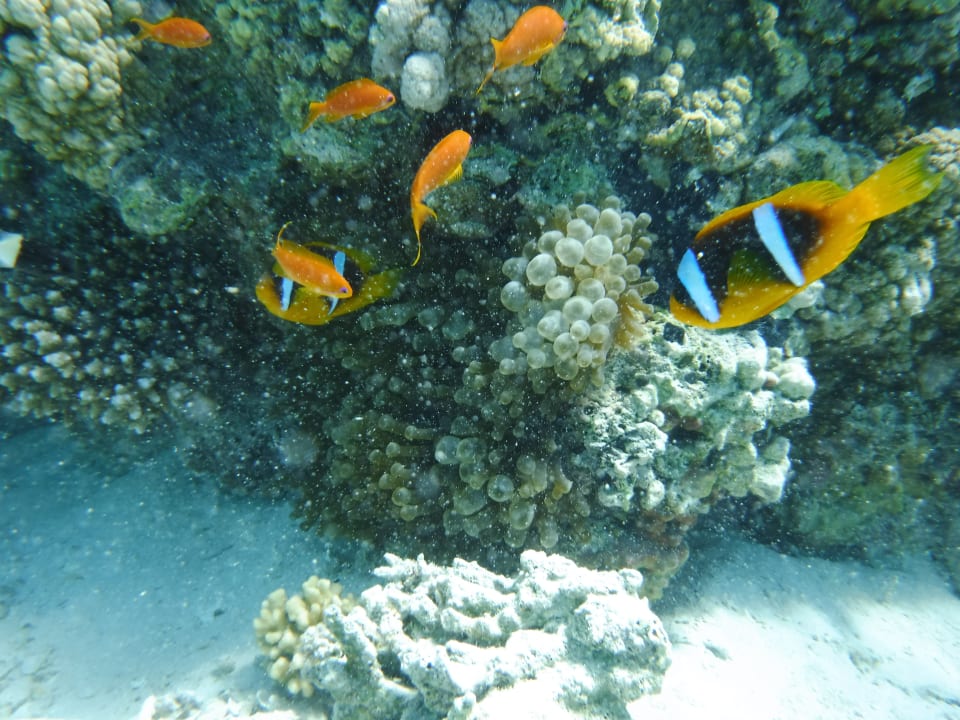 Sport & Freizeit Three Corners Sea Beach Resort