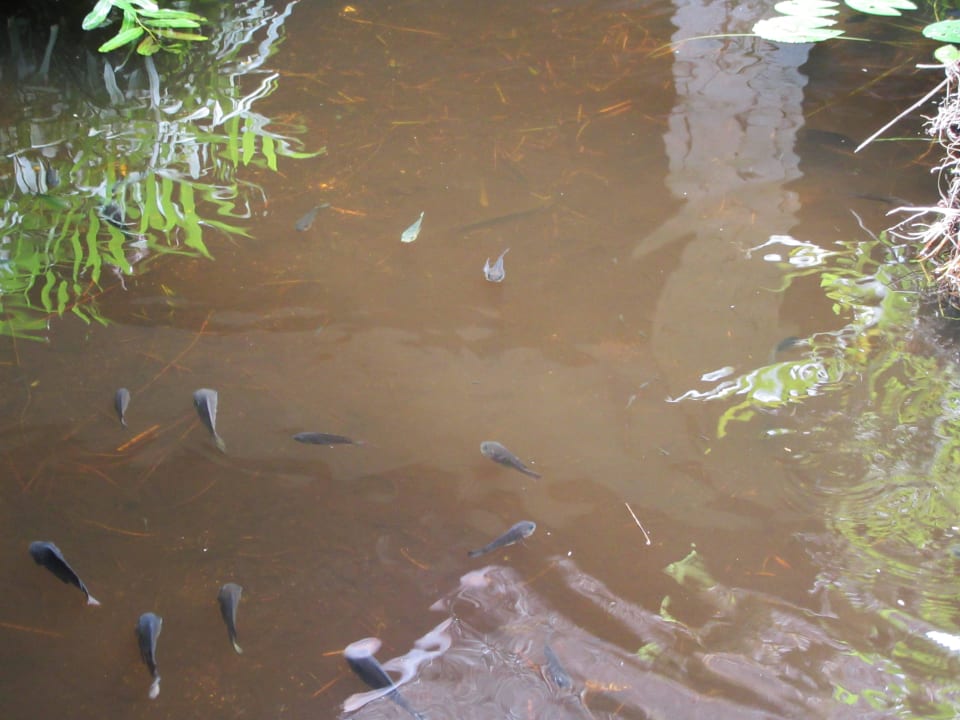 Teich vor dem Restaurant Hotel Southern Palms Beach Resort