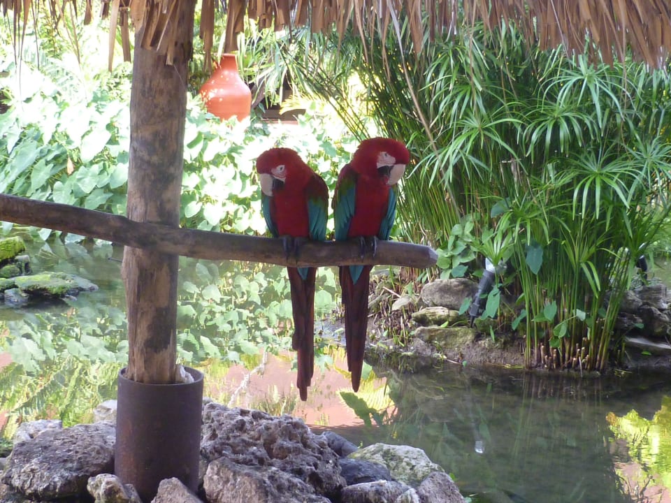 Papagallis Punta Cana Princess All Suites Resort & Spa