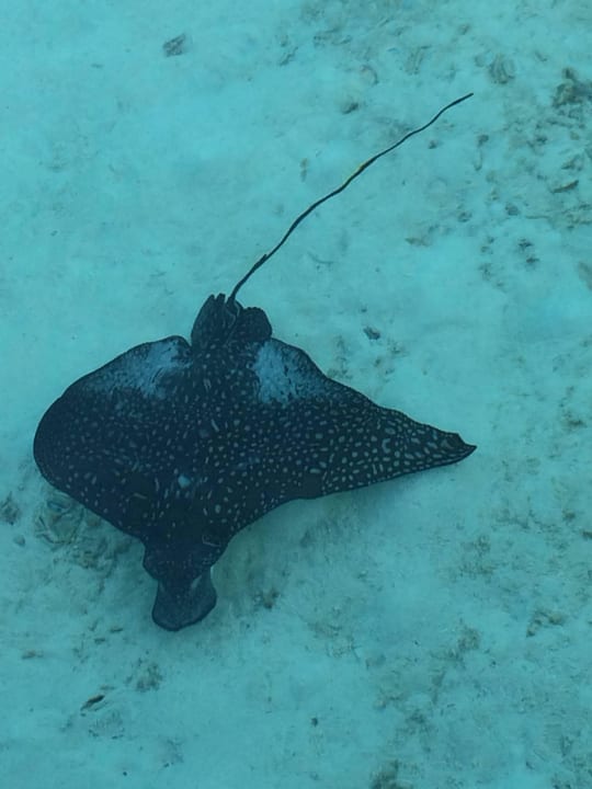 Rochen Gili Lankanfushi Resort