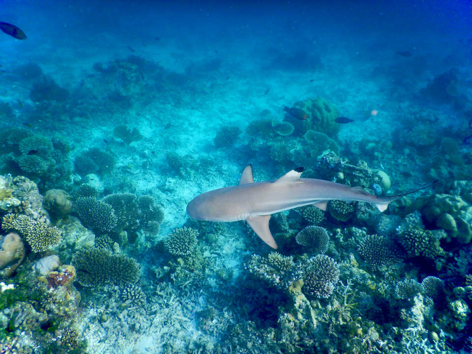 Sonstiges Vilamendhoo Island Resort & Spa