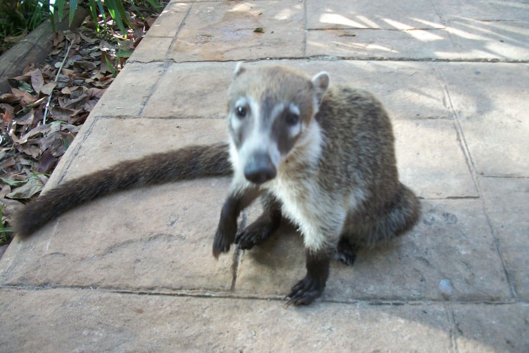 Nasenbär Catalonia Playa Maroma