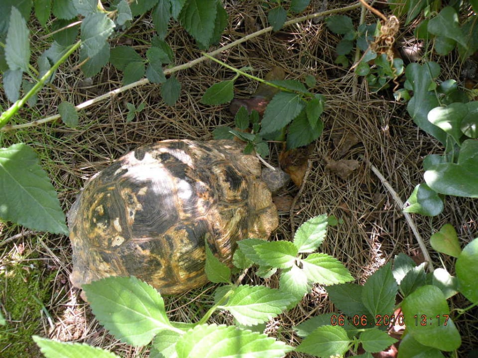Schildkröte Asteria Family Belek