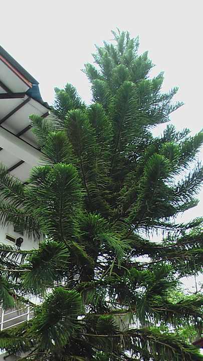 Gr. Nadelbaum Sakura Hana Gästehaus