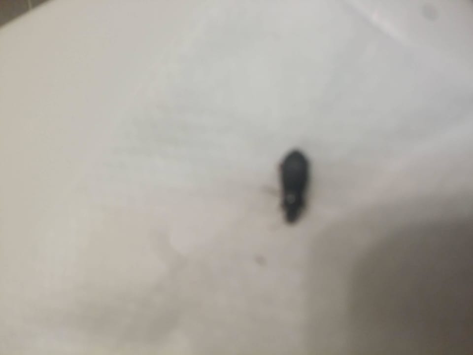 4 Kakelaken im Zimmer Grand Belish Resort Hotel & Spa