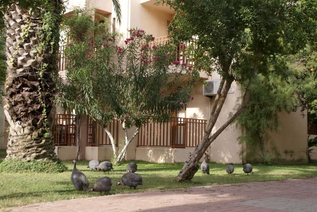 Perlhühner  VONRESORT Golden Beach