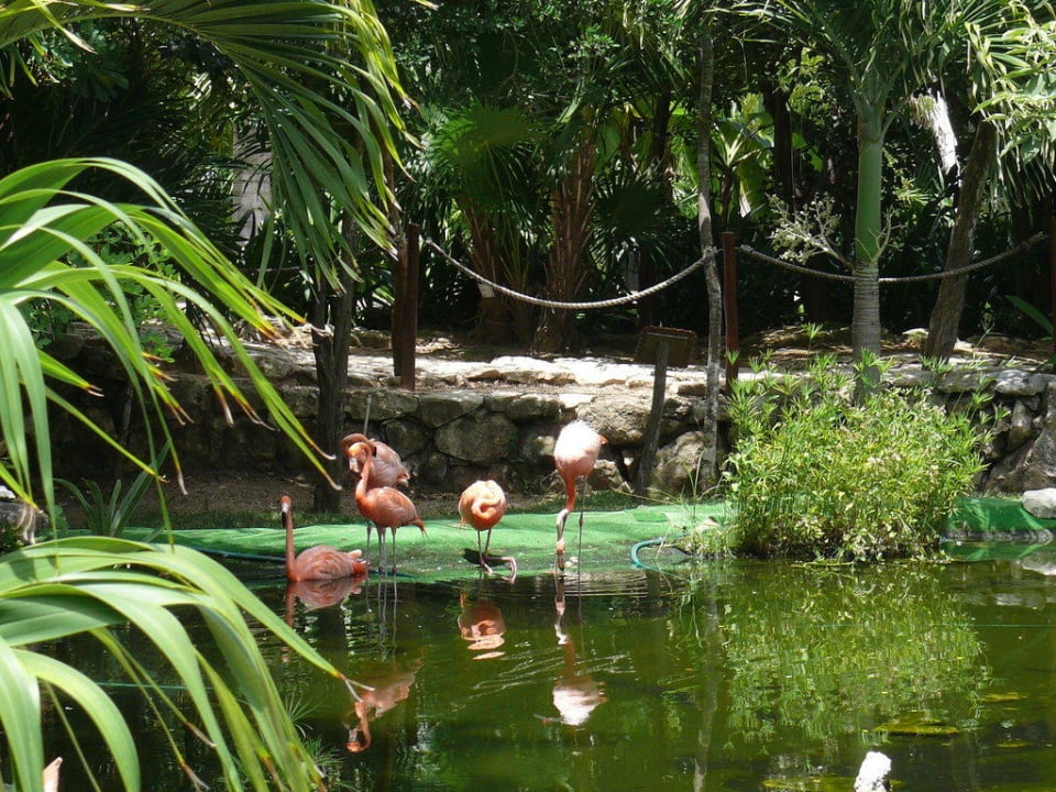 Spazieren in der Anlage lohnt sich immer Grand Palladium Select White Sand Resort & Spa