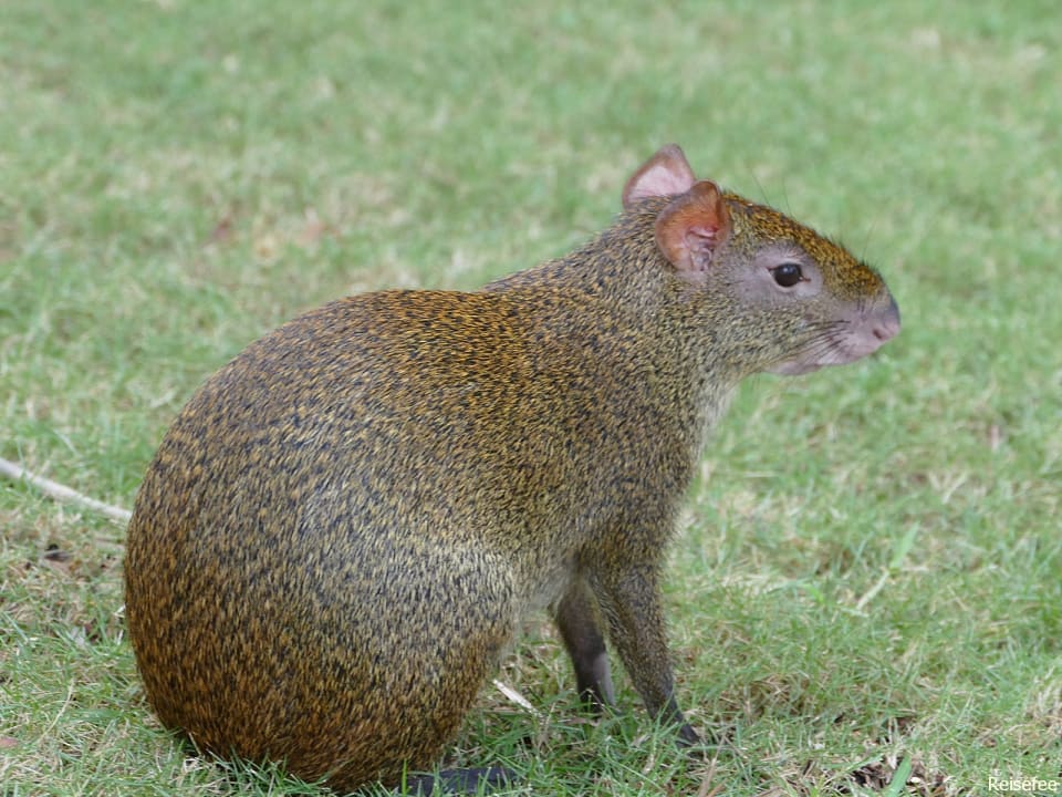 Gartenanlage Hotel Riu Tequila