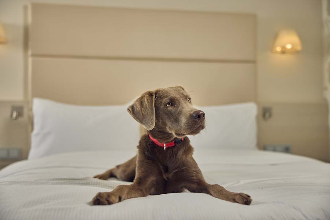 Zimmer DoubleTree by Hilton Hannover Schweizerhof