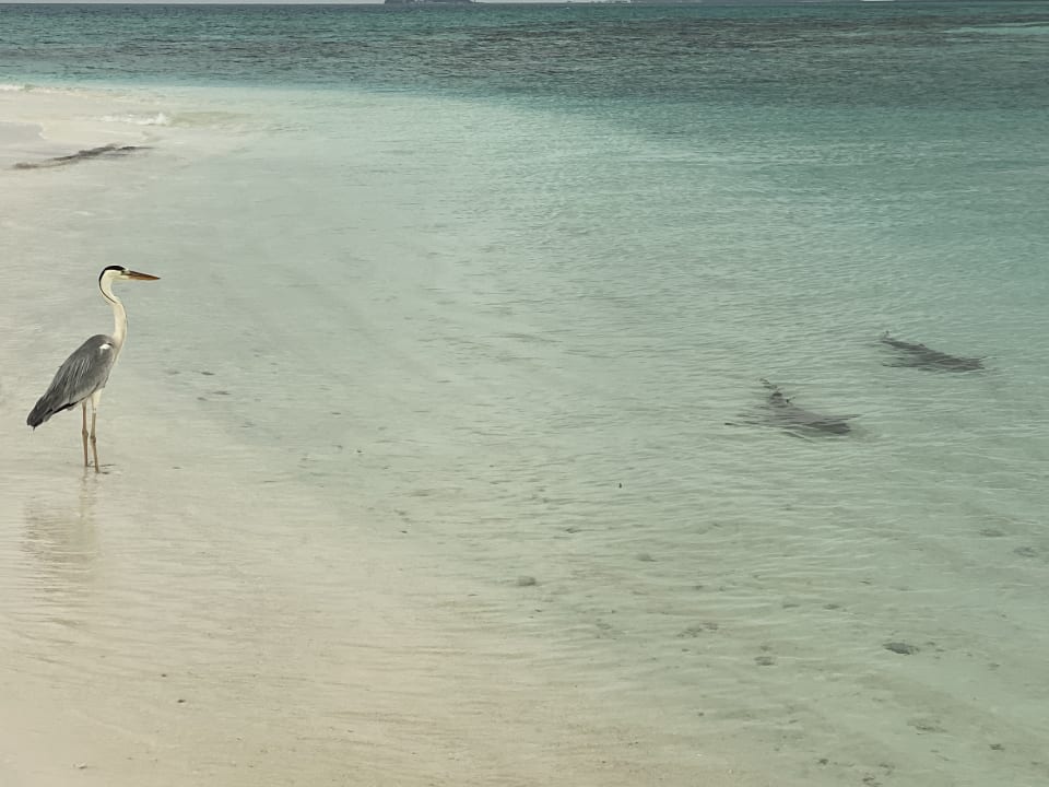 Strand Mirihi Island Resort