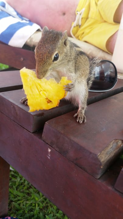 Little friend Club Hotel Dolphin