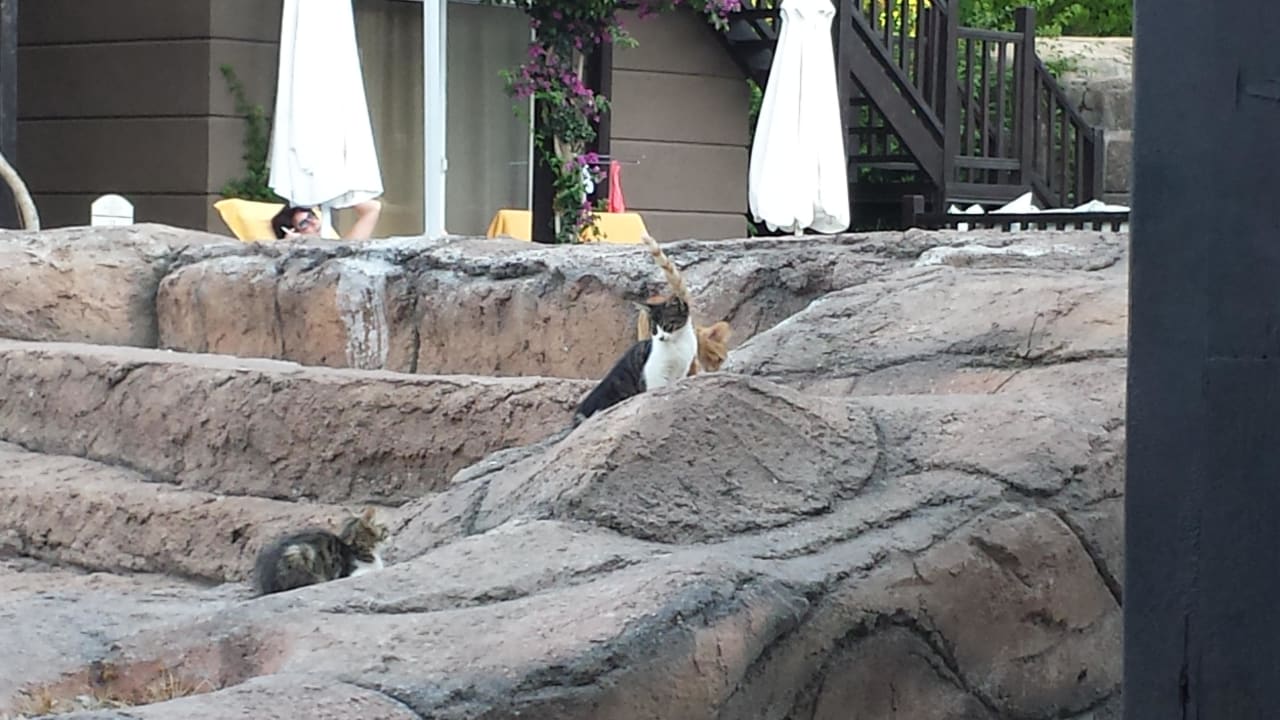 Katzen.. Papillon Ayscha