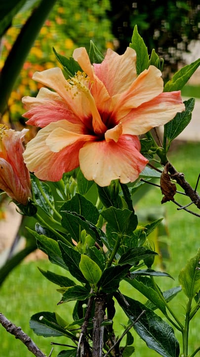 Gartenanlage AP Adriana Beach Resort