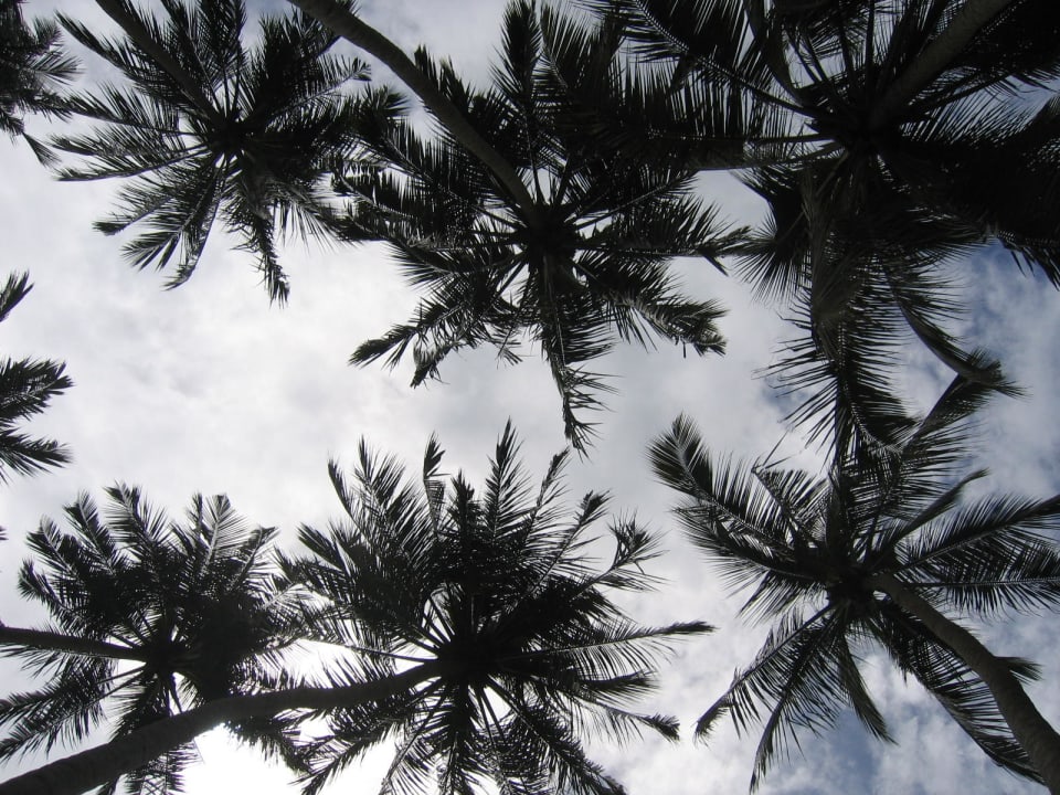 Liegen unter Palmen Mermaid Hotel & Club