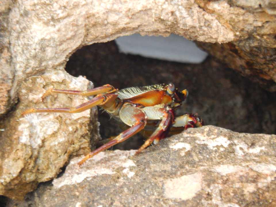 Strand Pickalbatros Citadel Resort