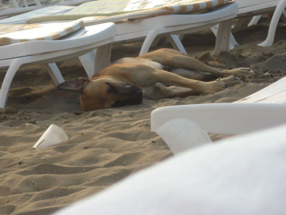 Hunde...überall Hotel Orfeus Park