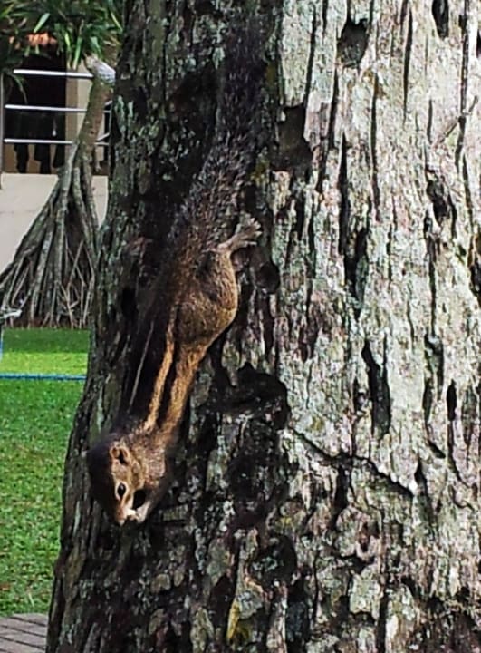 Nüsse knabbern in jeder Lebenslage Mermaid Hotel & Club